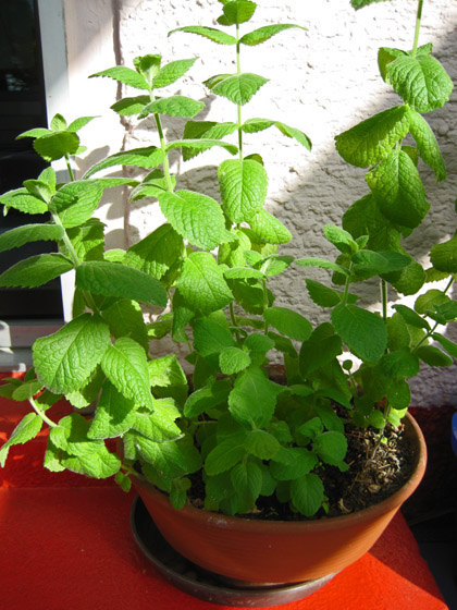 IMG_6624-Minze (Apfelminze-Mentha suaveolens)-H560