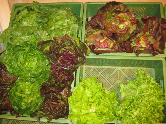 IMG_7285-Salatköpfe-Grüner Salat-560 IMG_7285-Salatköpfe-Grüner Salat-560